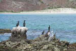 cormorants while resting on rocks photo