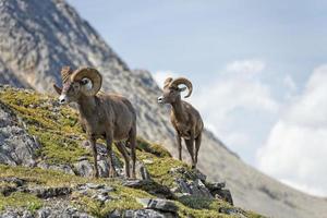 Big Horn Sheep portrait while walking on the mountain edge photo