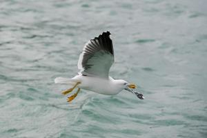 Seagull flying to you photo