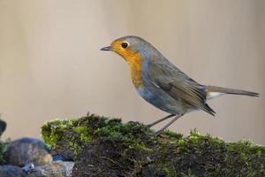 robin bird red breast photo