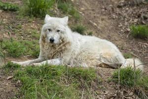 white wolf closeup photo