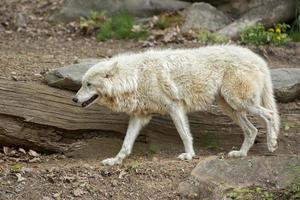 white wolf close up portrait photo