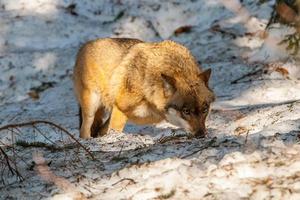 Grey wolf on the snow background photo