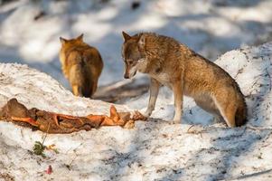 wolf eating and hunting on the snow photo