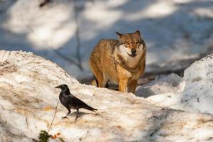 Grey wolf on the snow background photo