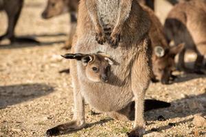 kangaroo portrait close up portrait look at you photo