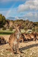 kangaroo portrait close up portrait look at you photo