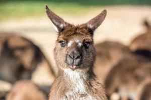 kangaroo portrait close up portrait look at you photo