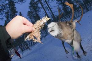 reindeer portrait in winter snow time photo