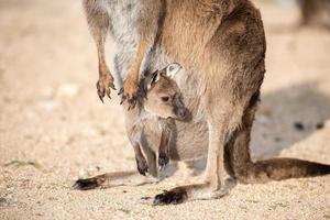 Kangaroo mother and son portrait photo