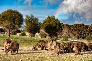 Kangaroo mother father and son portrait  on rainbow sky background photo