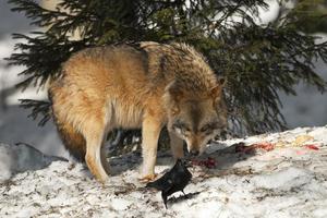 A grey wolf isolated in the snow while looking at black raven photo