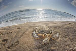 tortuga verde mientras se relaja en la playa de arena foto