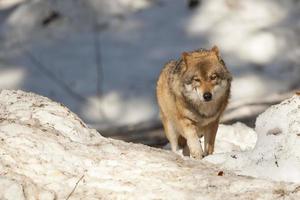 Grey wolf on the snow background photo