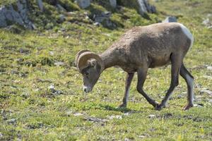 Big Horn Sheep portrait photo