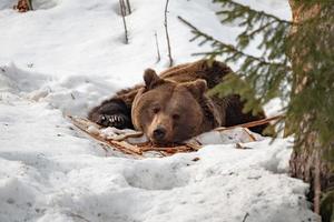 Brown bear portrait on the snow photo