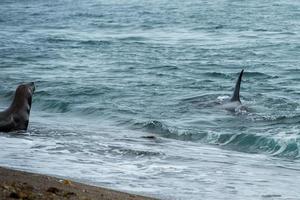 Orca attack a seal on the beach photo