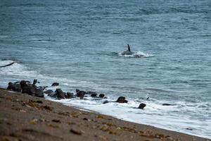 Orca attack a seal on the beach photo