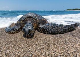 Green Turtle on the beach in Hawaii photo