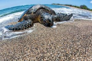 tortuga verde en la isla grande en la costa en hawaii foto