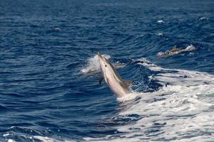 delfines saltando en el mar azul profundo foto