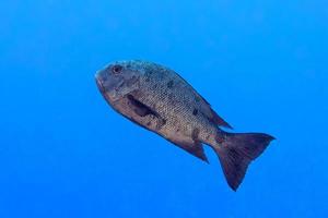colorful grouper isolated on ocean photo