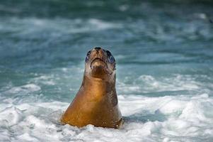 león marino sobre espuma y ola marina foto