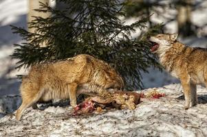 Grey wolf on the snow background photo