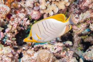 angel fish on the reef photo