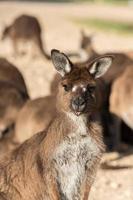 Kangaroos close up portrait while looking at you photo