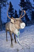 reindeer portrait in winter snow time photo