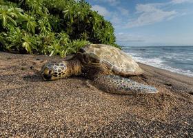 tortuga verde en la playa en hawaii foto