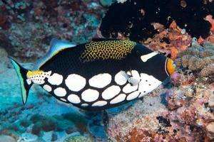 Harlequin Trigger fish while diving photo