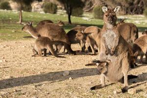 Kangaroo mother and son portrait photo