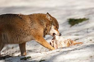 wolf eating in the snow photo