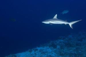 Grey shark jaws ready to attack underwater close up portrait photo