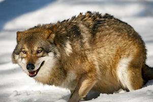 lobo gris en el fondo de la nieve foto