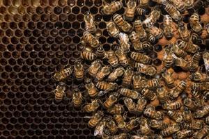 abejas dentro de la colmena macro cerrar foto