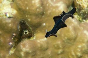 A flat worm swimming over hard coral macro in Cebu Philippines photo