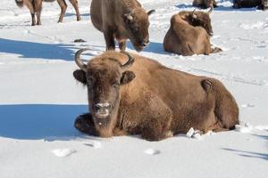 european bison on snow background photo