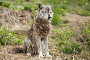 lobo gris mientras te mira foto