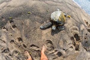 tortuga verde en el parque de la playa kahaluu foto