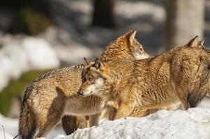 grupo de lobo gris en el fondo de la nieve foto