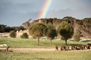 Kangaroos portrait with rainbow background photo