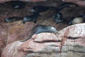 sea lion seals relaxing photo