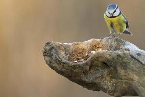 great blue tit photo
