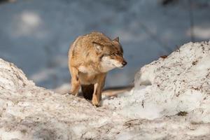 Grey wolf on the snow background photo