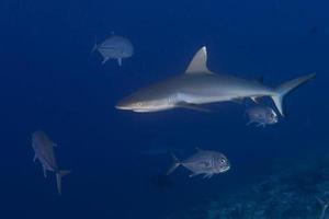 Grey shark jaws ready to attack underwater close up portrait photo