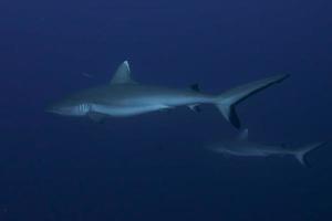 Grey shark jaws ready to attack underwater close up portrait photo