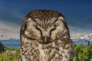 Isolated Owl on the mountain background photo